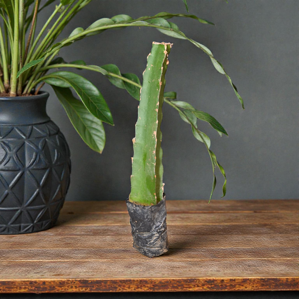 Moroccan Red Dragon Fruit Plant