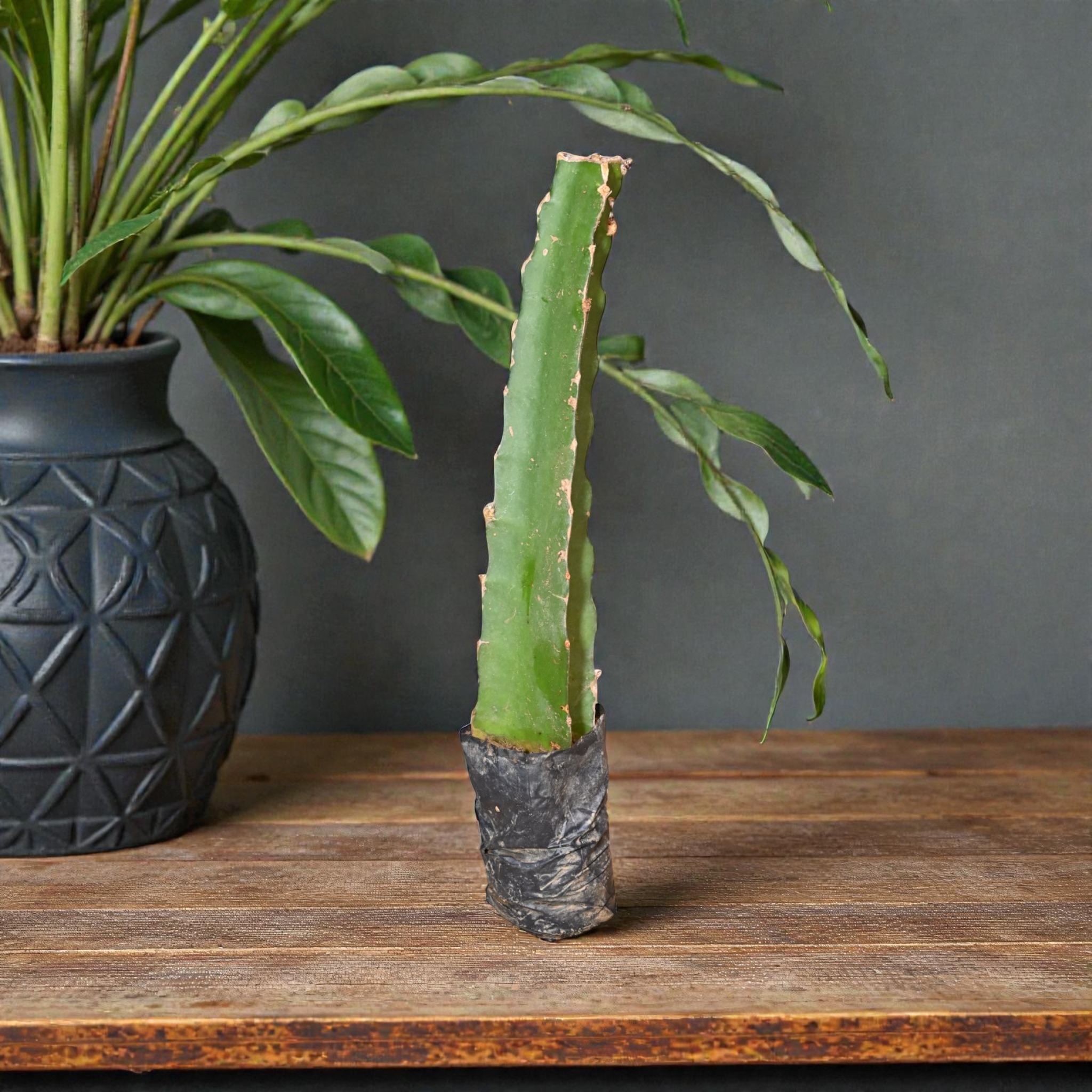 Moroccan Red Dragon Fruit Plant