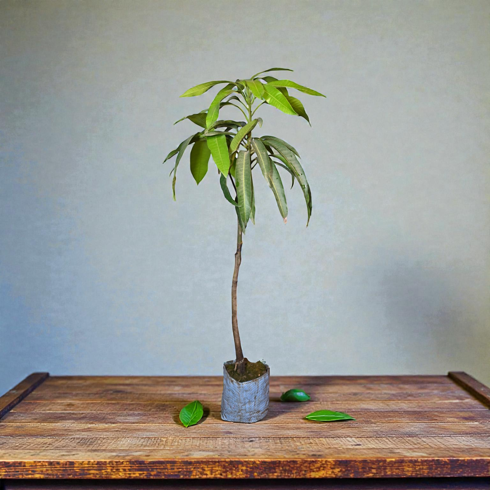 Miyazaki Mango Fruit Plant