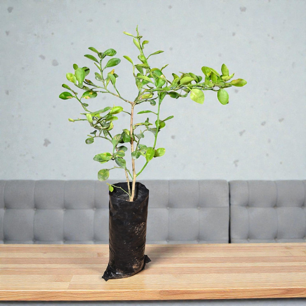 NRCC7 Lime Fruit Plant
