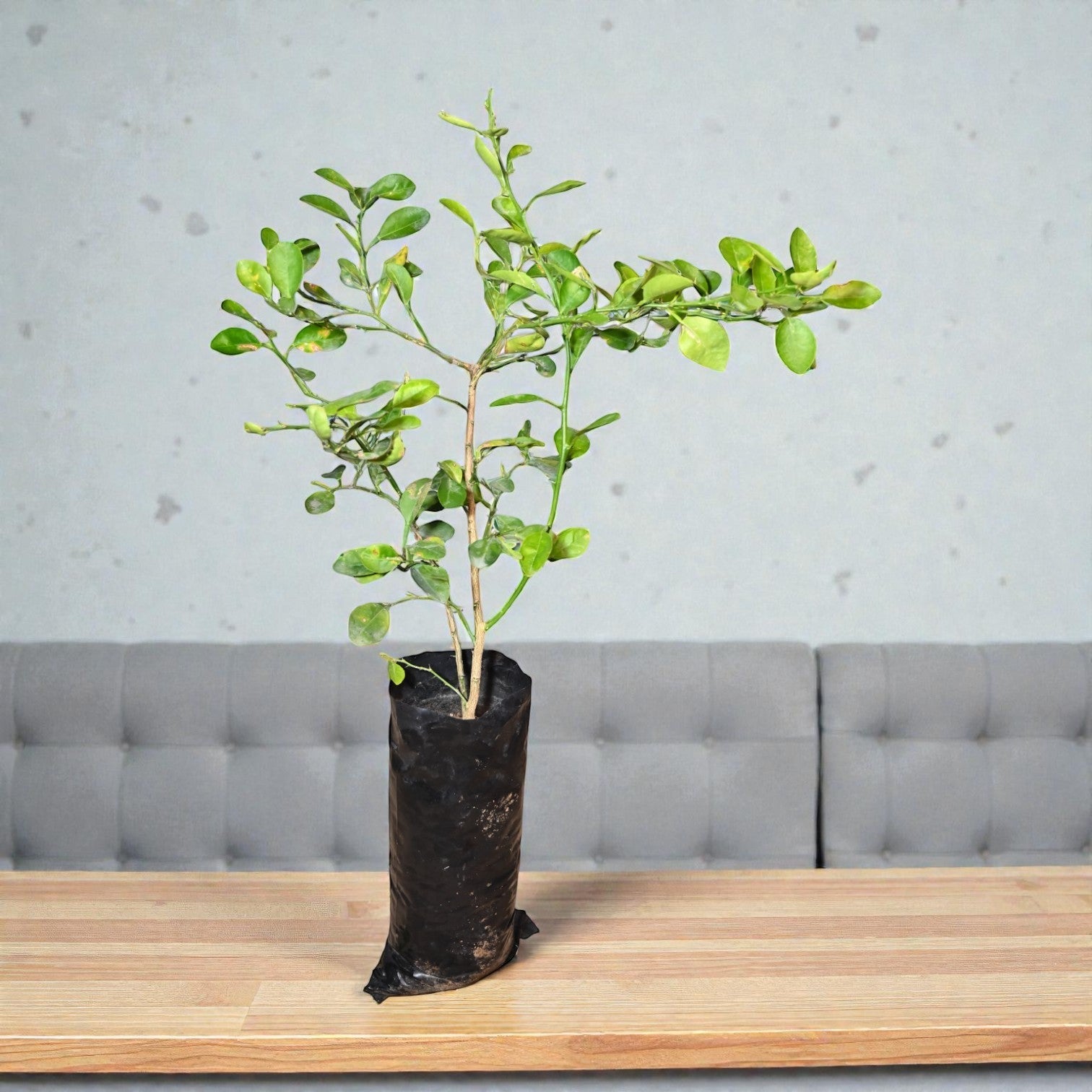 NRCC7 Lime Fruit Plant
