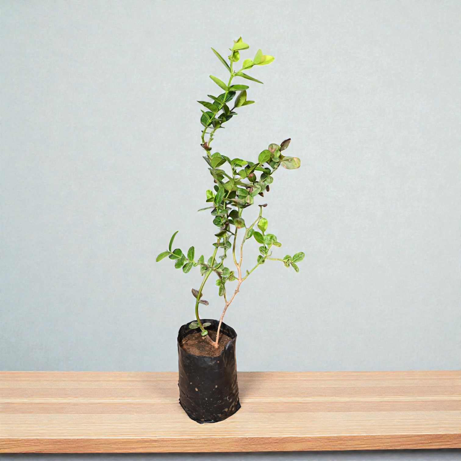 Sweet Karonda Fruit Plant