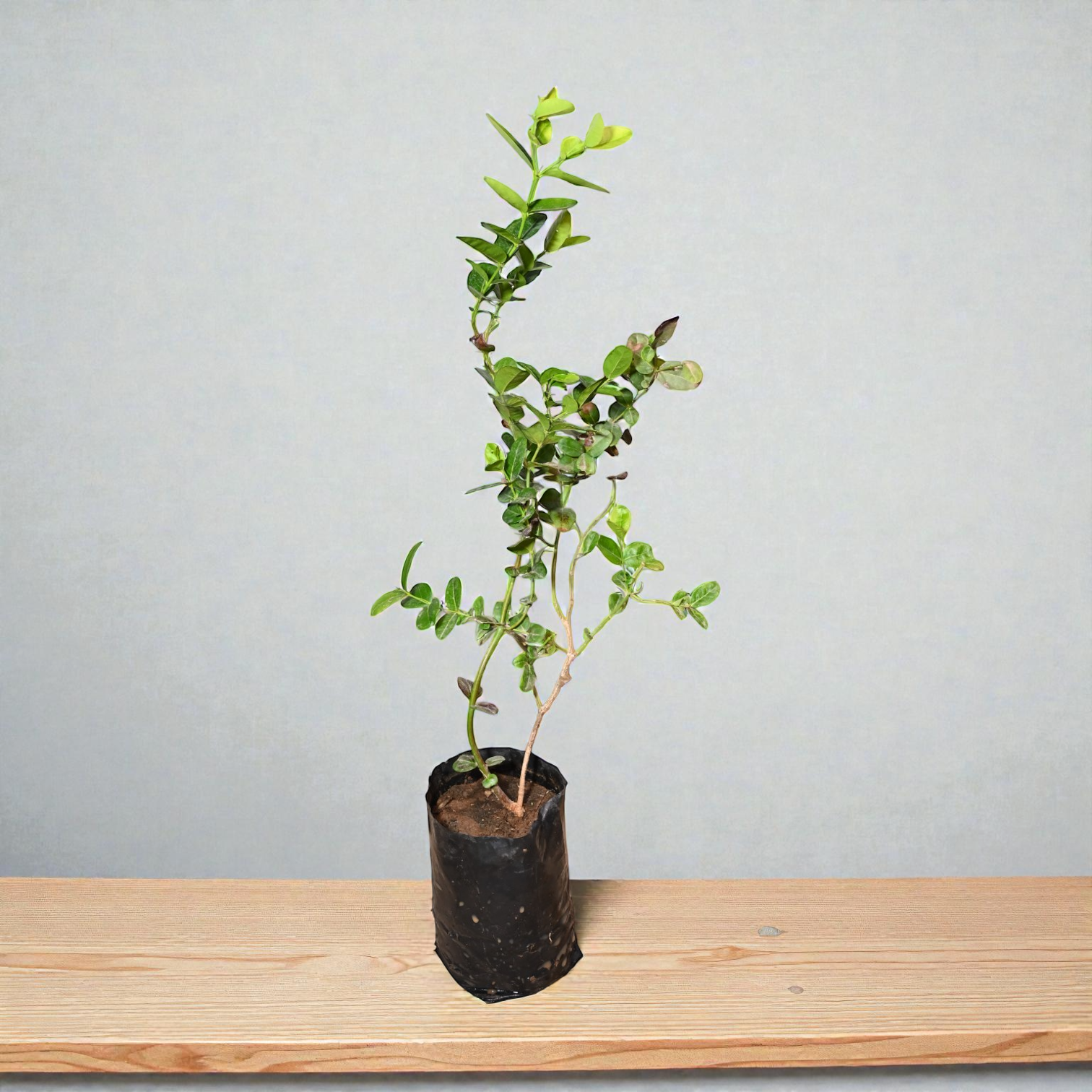 Sweet Karonda Fruit Plant