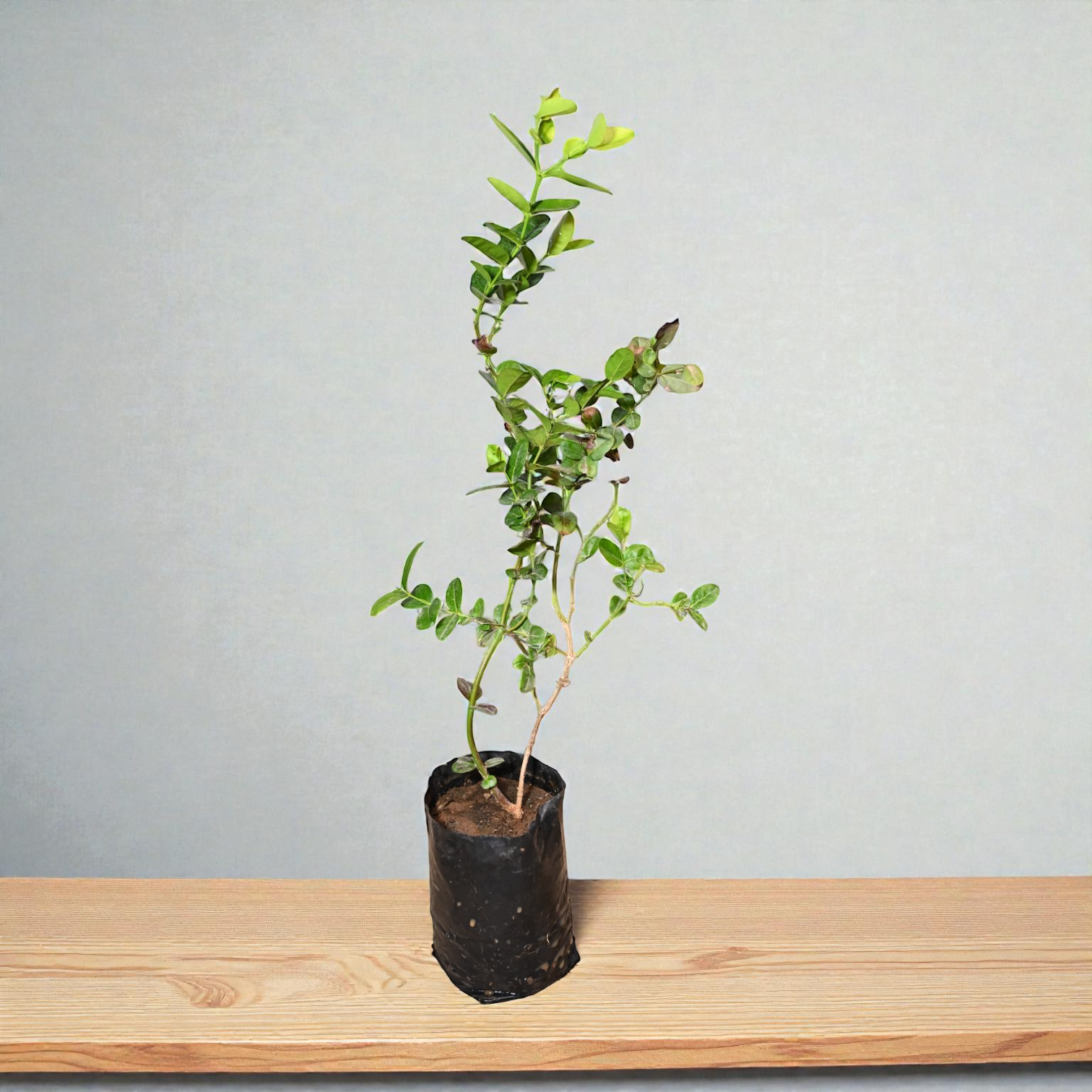 Sweet Karonda Fruit Plant