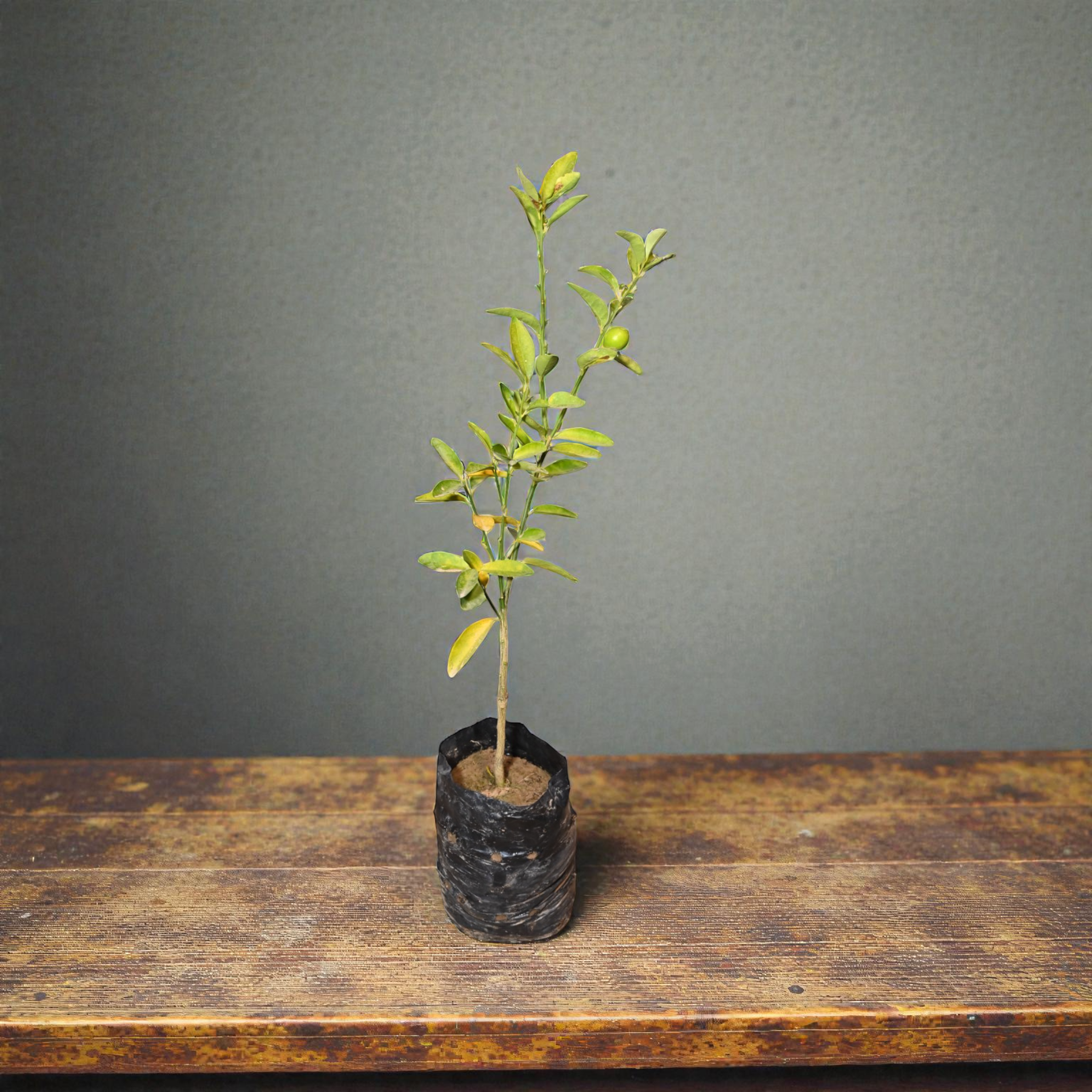 Mitha Nimbu Fruit Plant