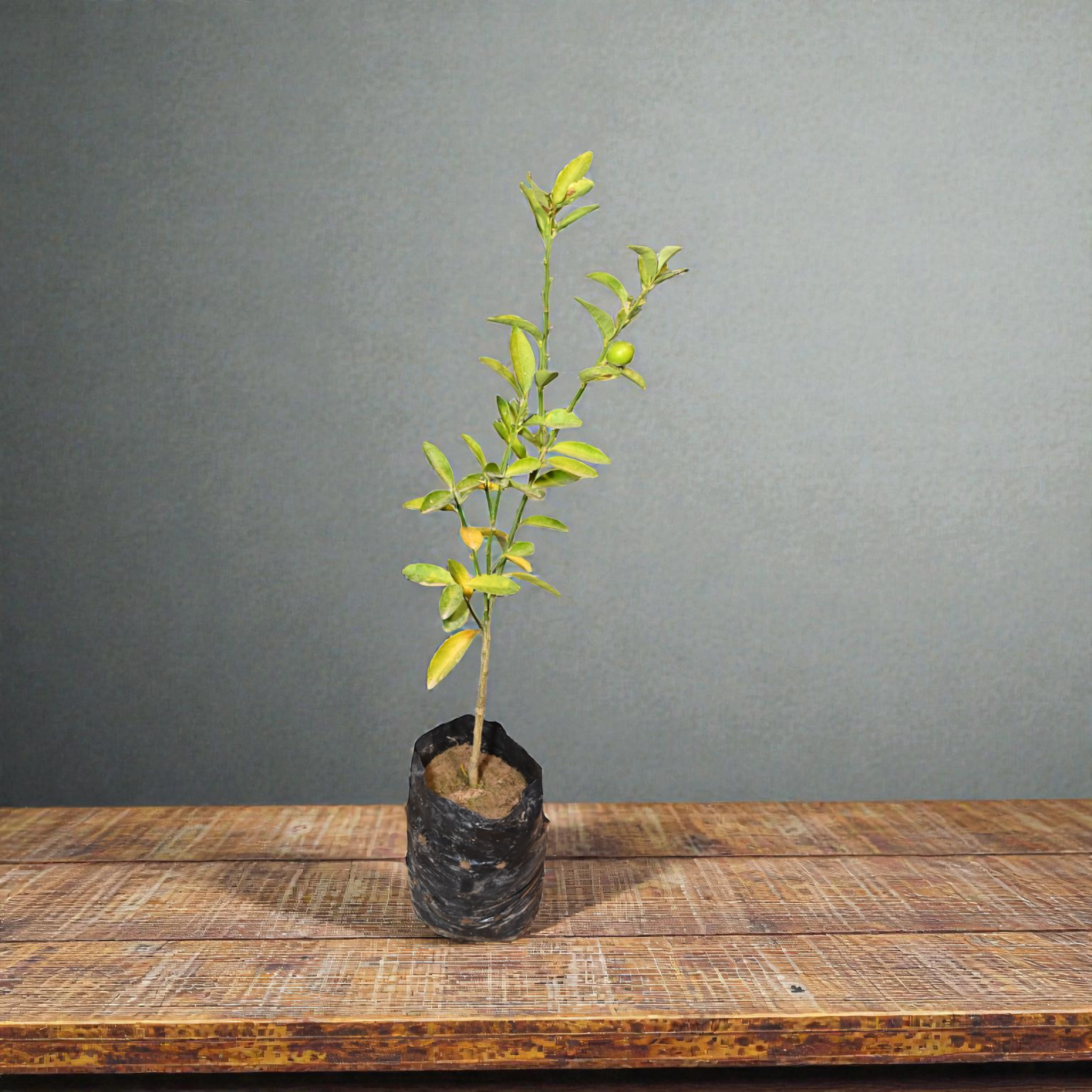 Red Nimbu Fruit Plant