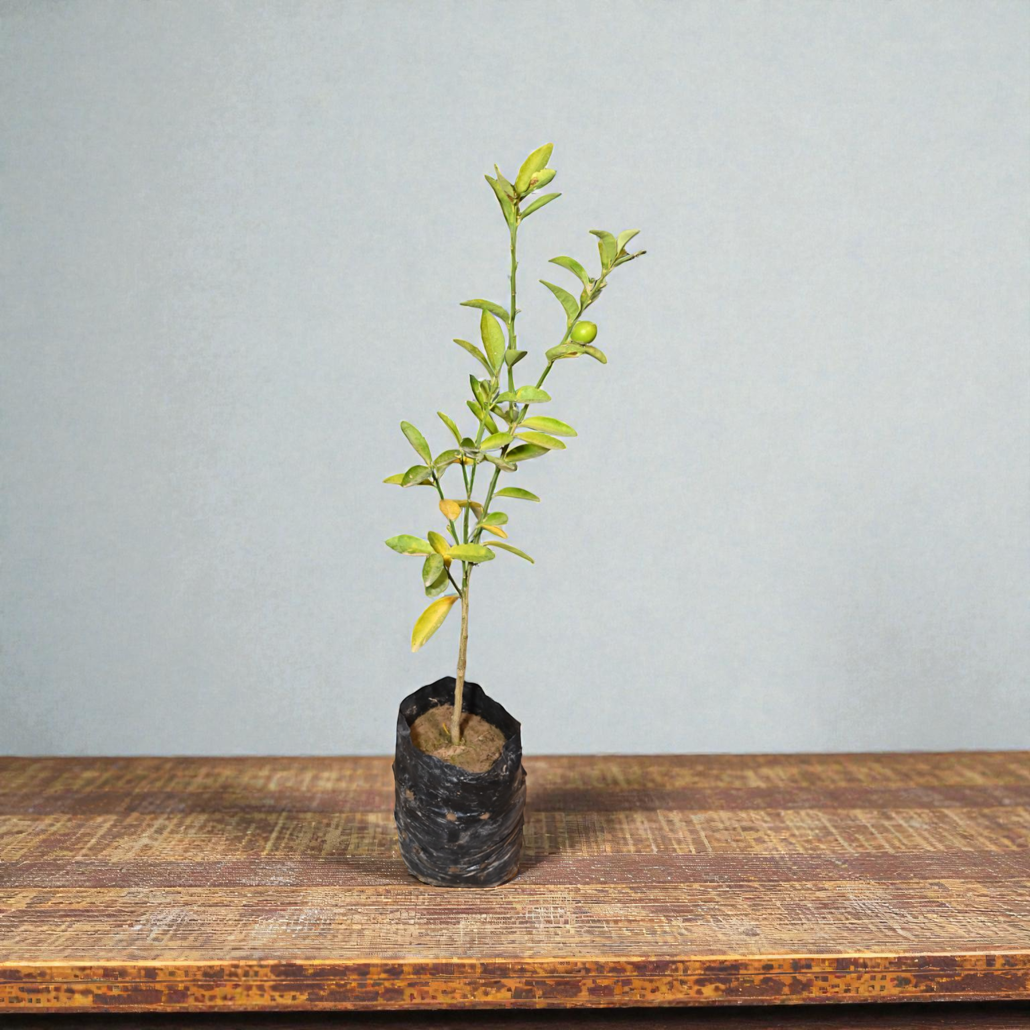 Red Nimbu Fruit Plant