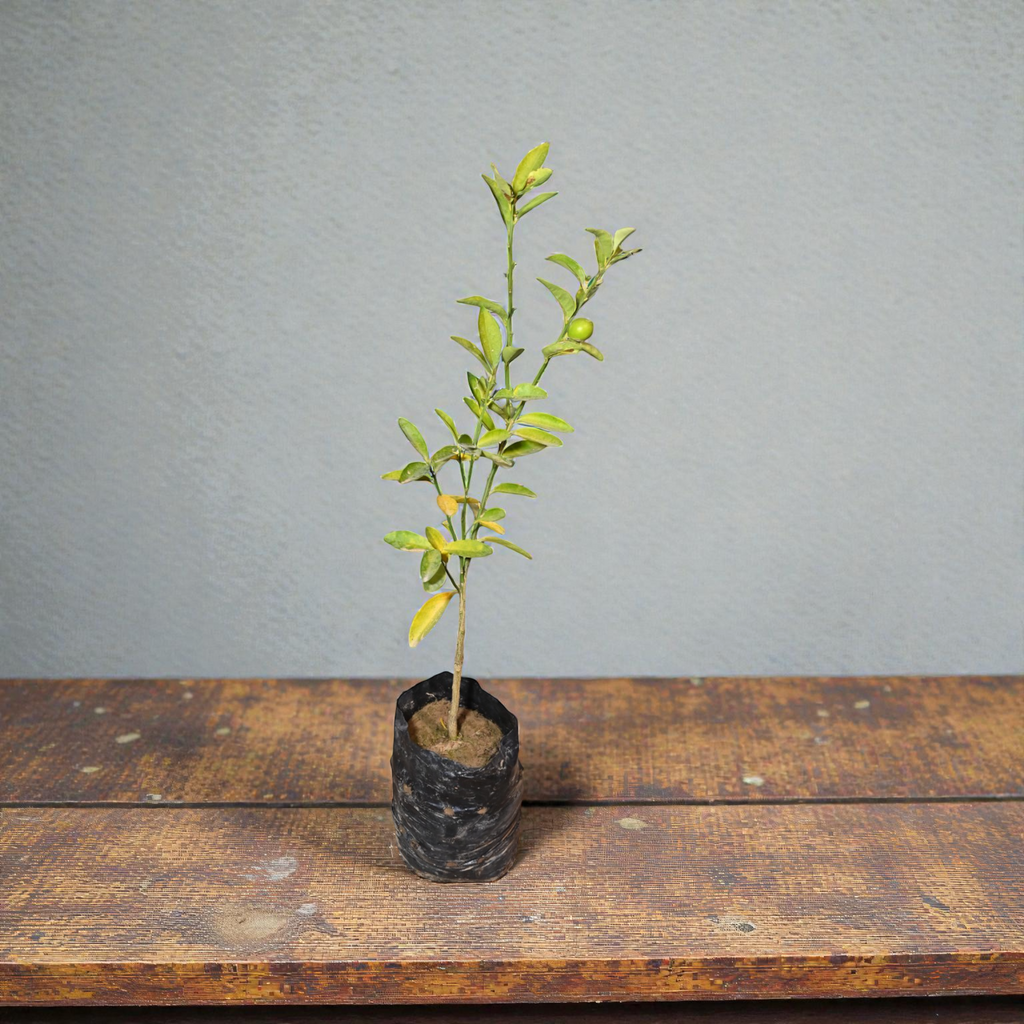 Red Nimbu Fruit Plant
