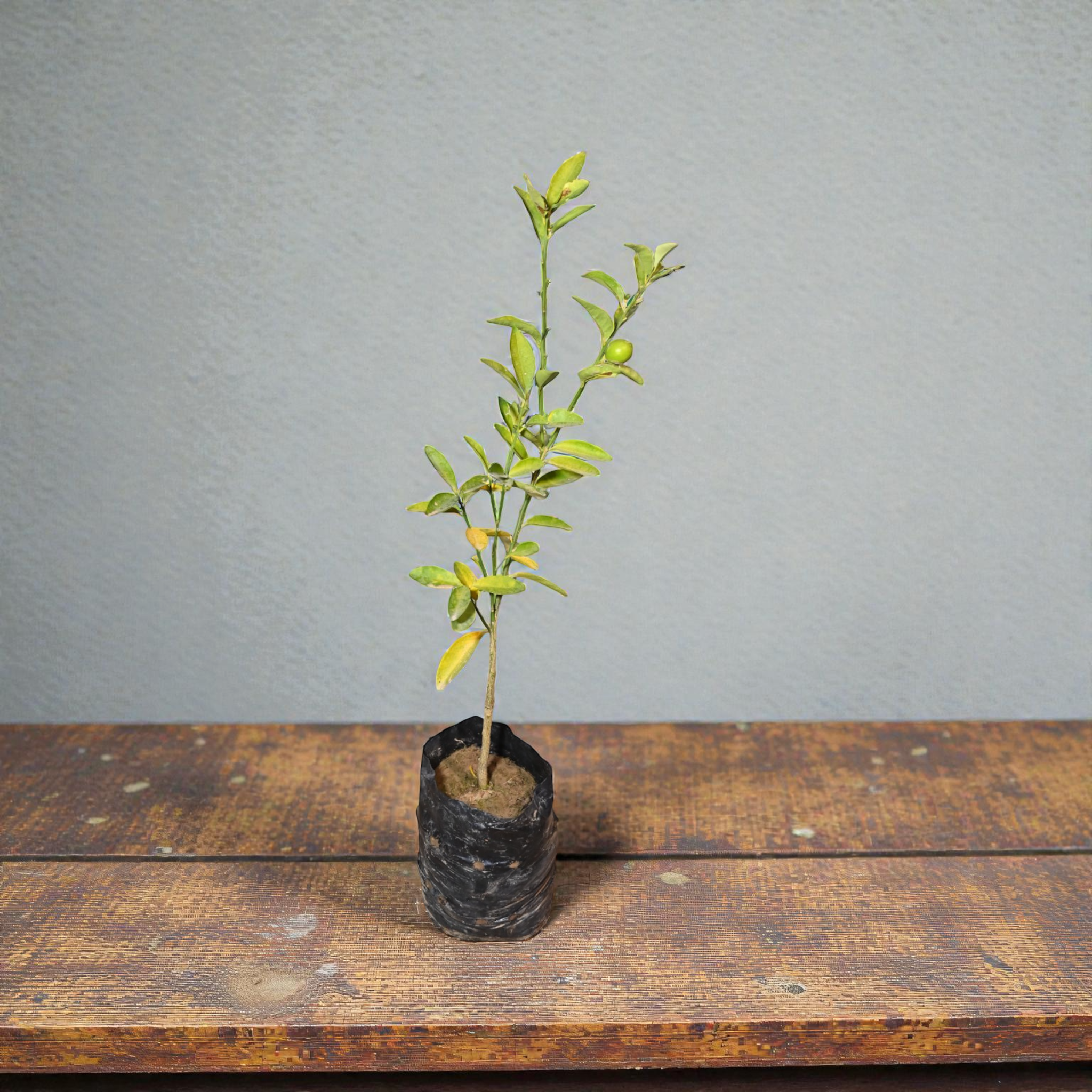 Red Nimbu Fruit Plant