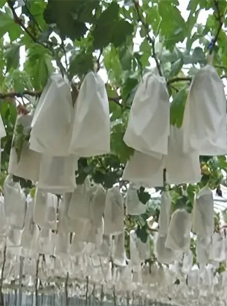 Crop Cover (Minimum 200 pcs)