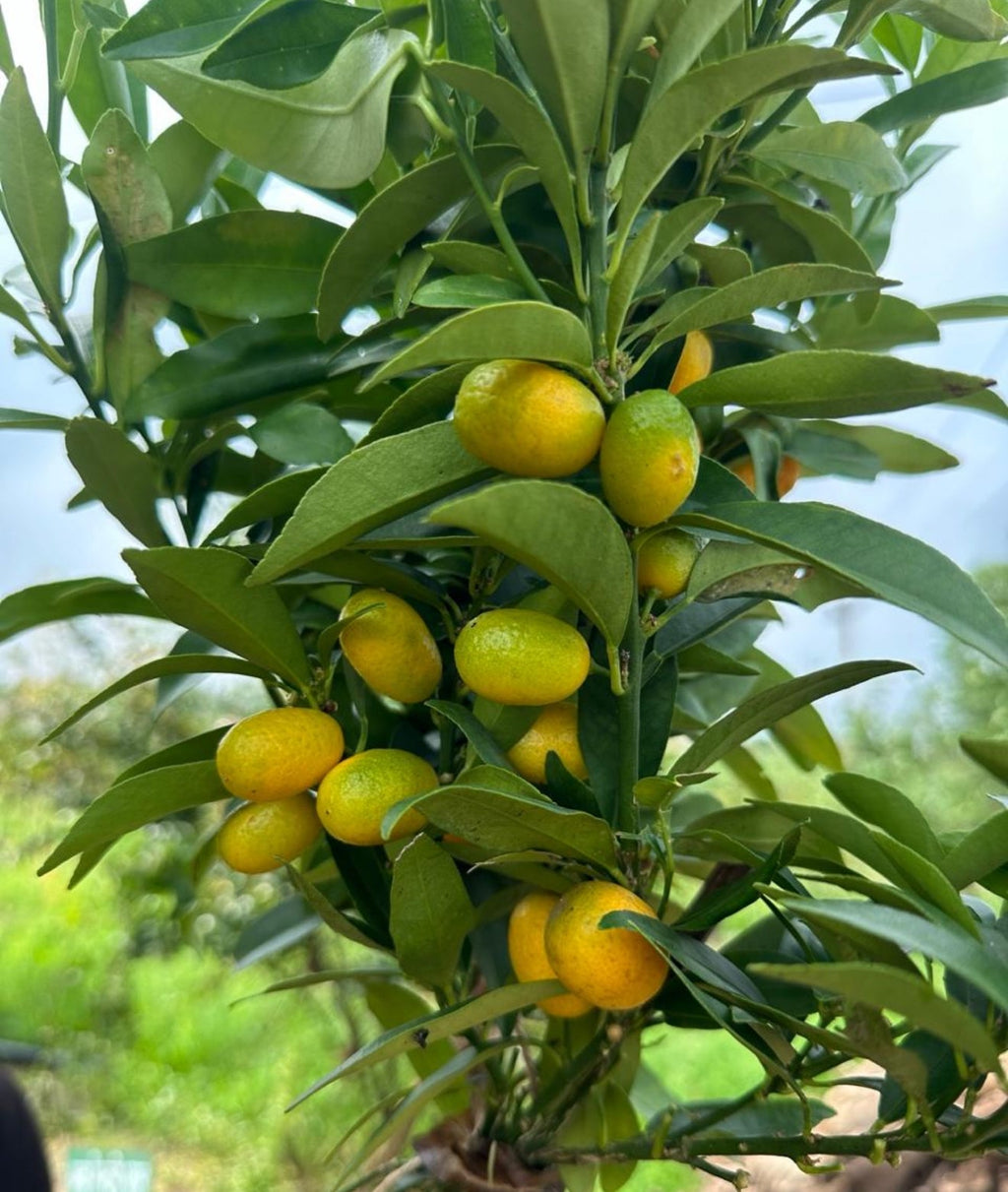 Mitha Nimbu Fruit Plant