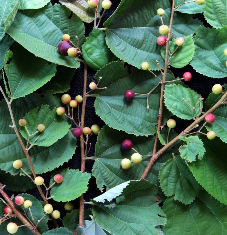 Phalsa Falsa Berry  Fruit Live Plant (1.5-2 Feet Height)