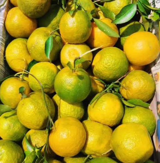 Nagpuri santra ( Alemo ) Fruit Plant