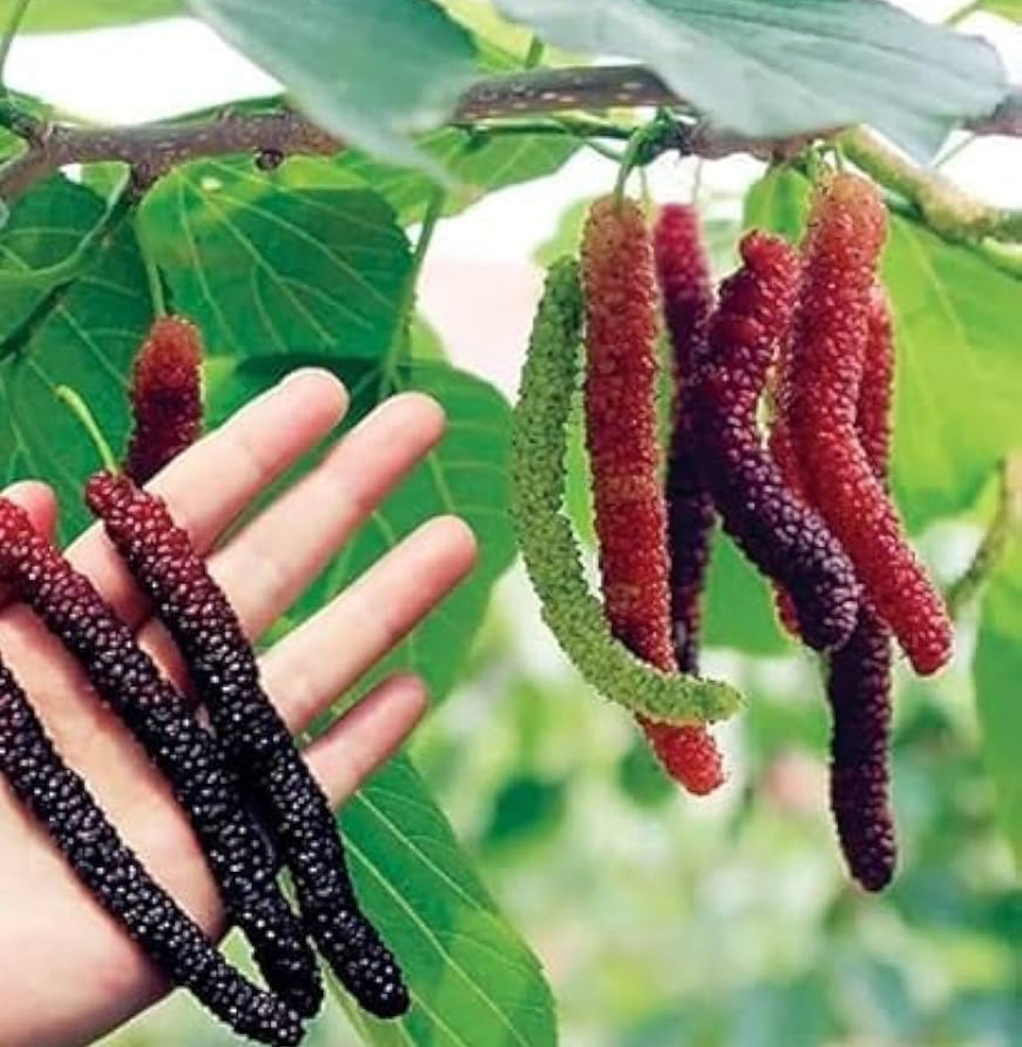 Dragon mulberry long