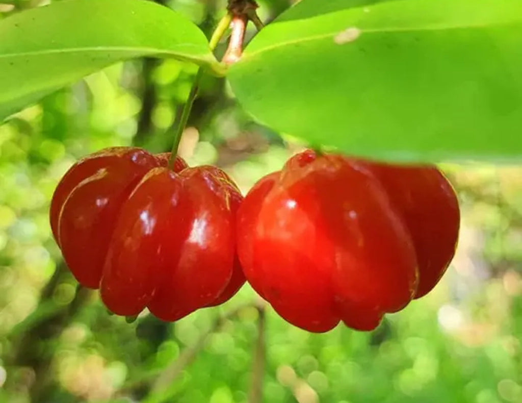 Surmai cherry Fruit Plant