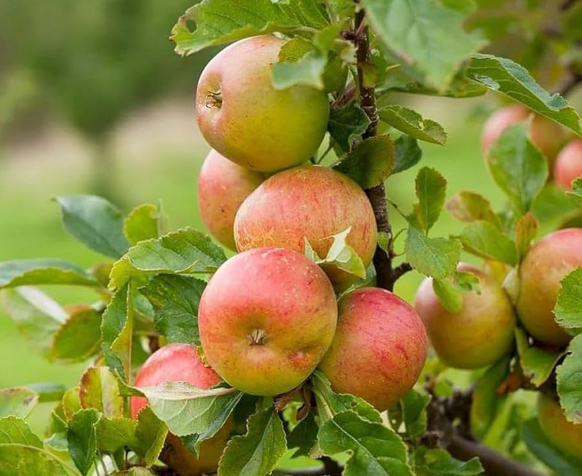 Tropical sweet Apple Rootstock (M-9) Fruit Plant