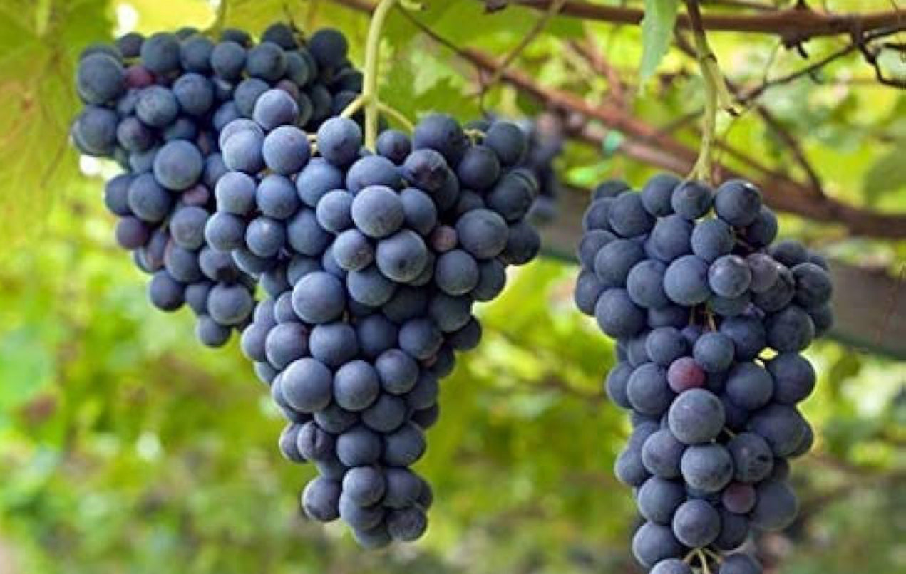 Black grapes