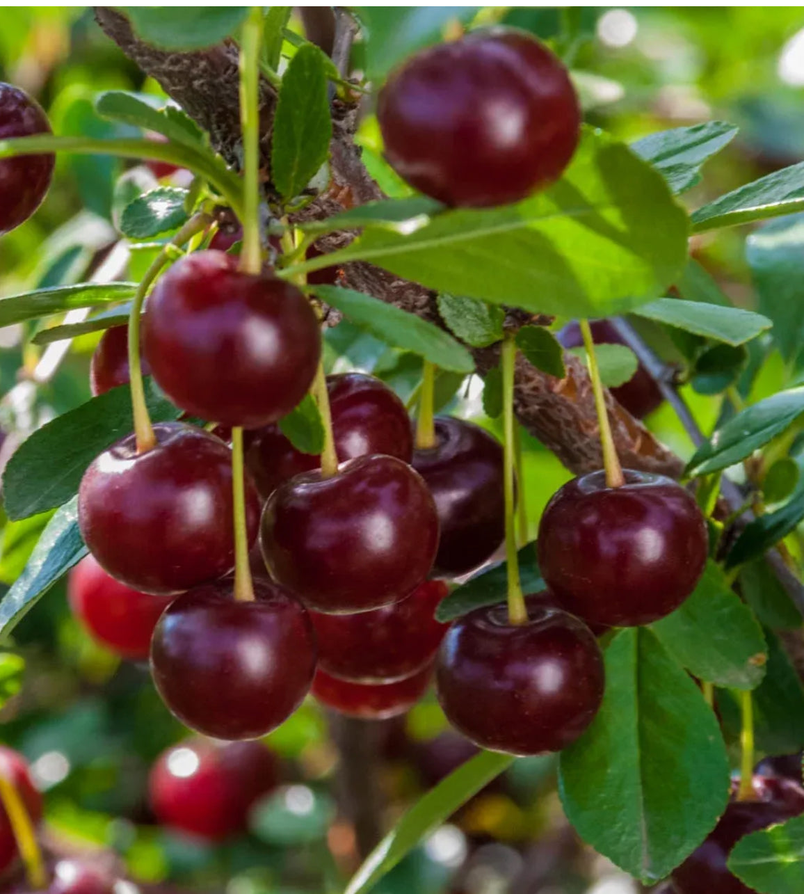 Manila Cherry Fruit Plant