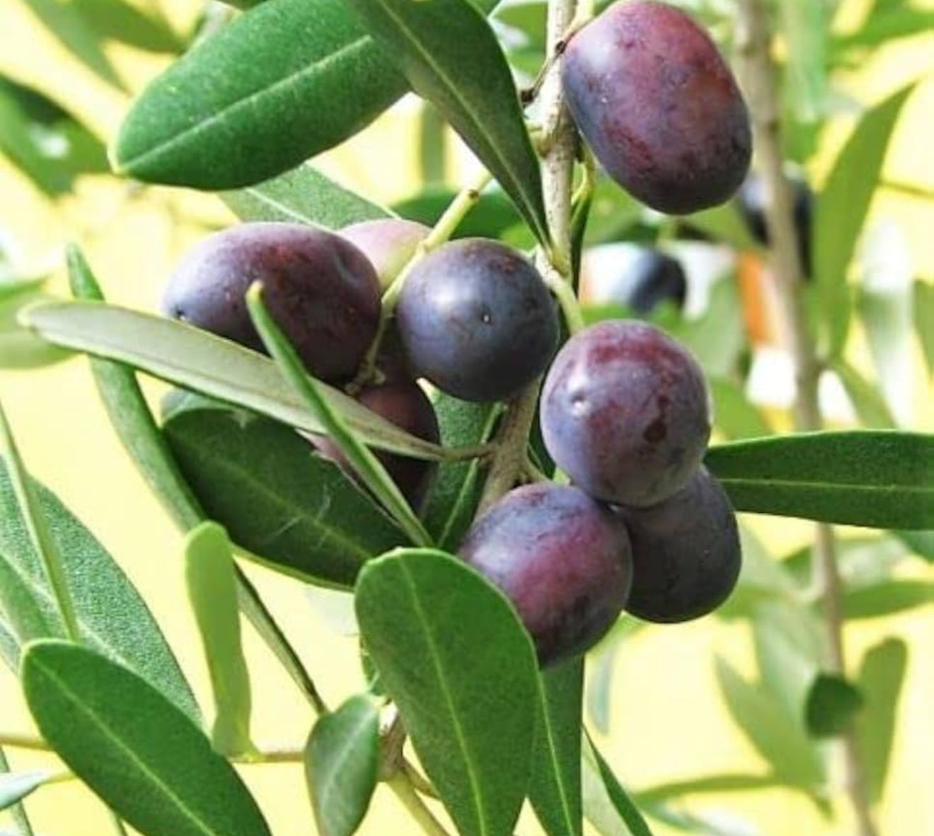 Olive Fruit Plant