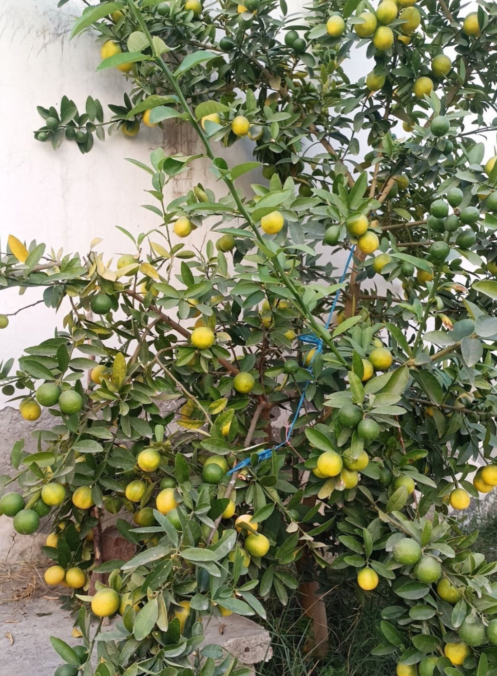 Kumbhkat Nimbu Fruit Plant