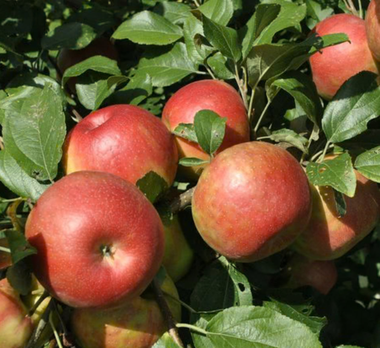Wambugo Apple Rootstock(M-9)