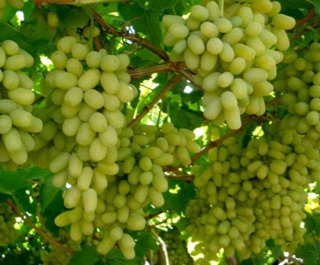 Green grapes Fruit Plant