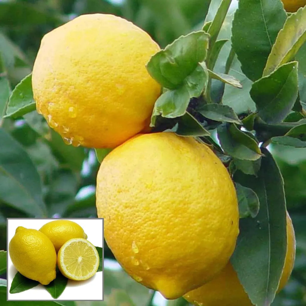 Sai Sharbati Lime Fruit Plant