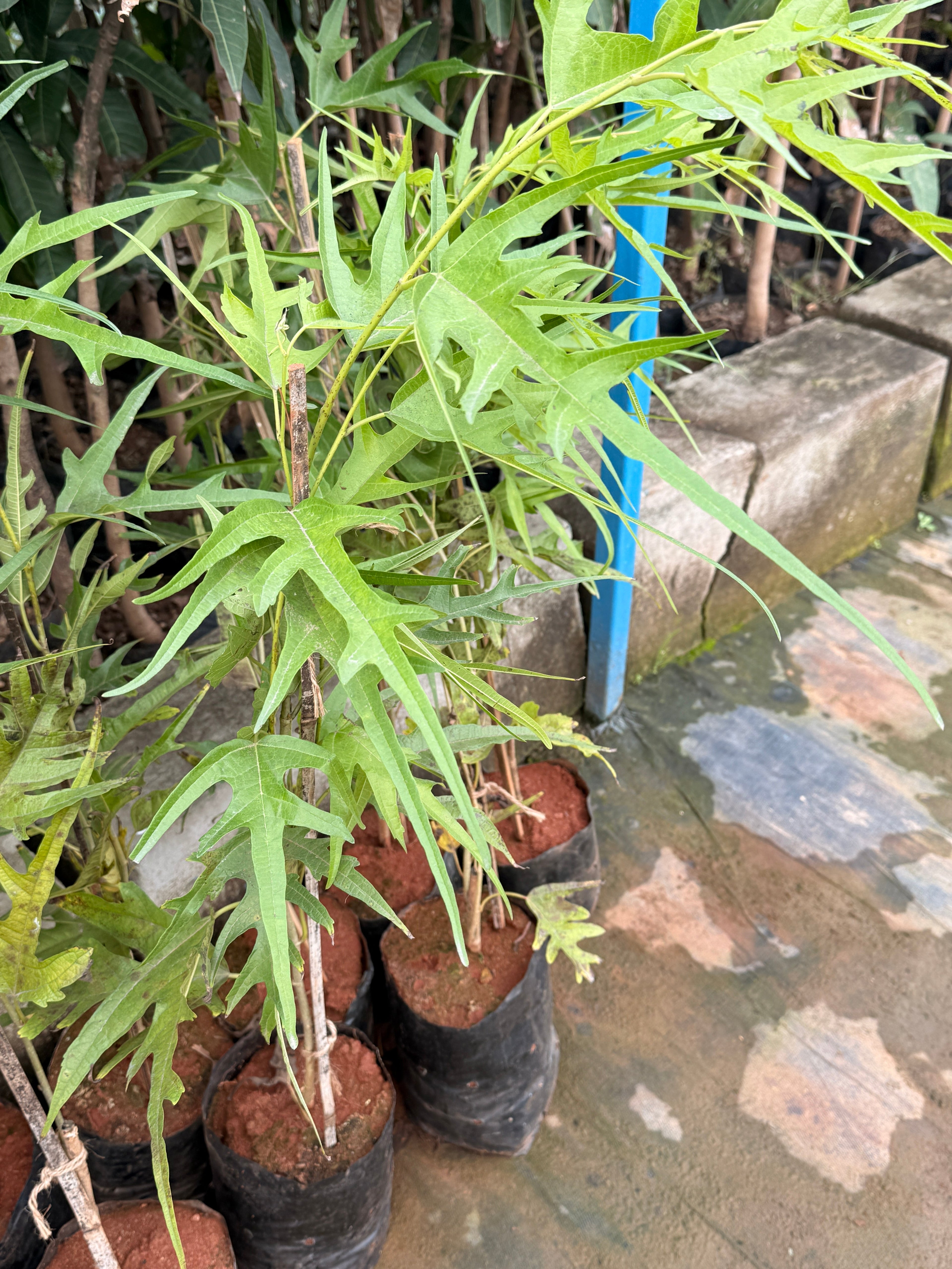 Dragon mulberry long