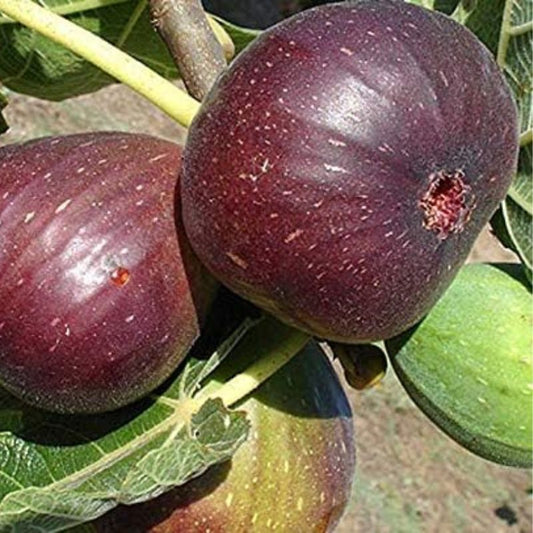 Puna Red Fig Fruit Plant