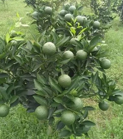 Mosmbi  (Alemo-rootstock) Fruit Plant