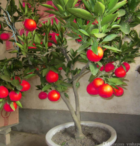 Red Nimbu Fruit Plant