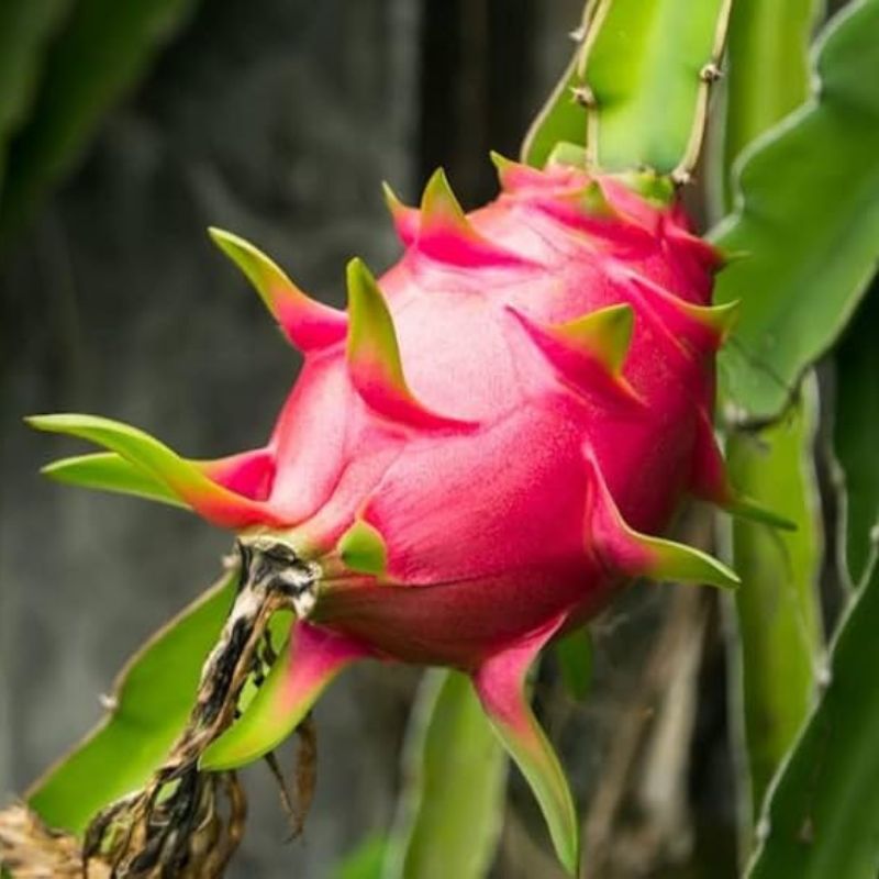 Pink Pulp Dragon IIHR-1 Fruit Plant