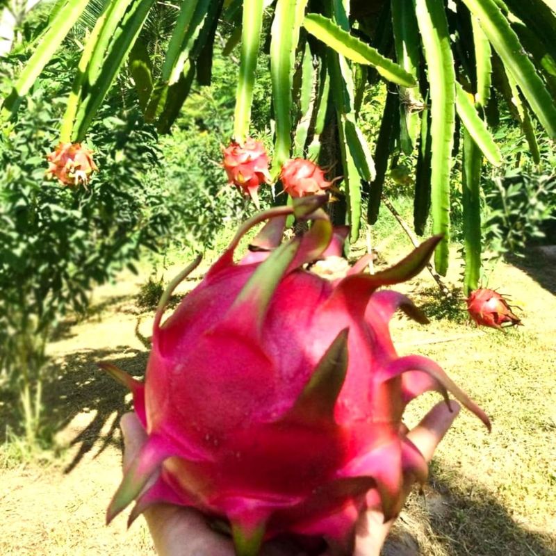 Moroccan Red Dragon Fruit Plant