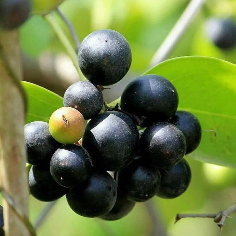 Karonda (Black & White) Fruit Plant