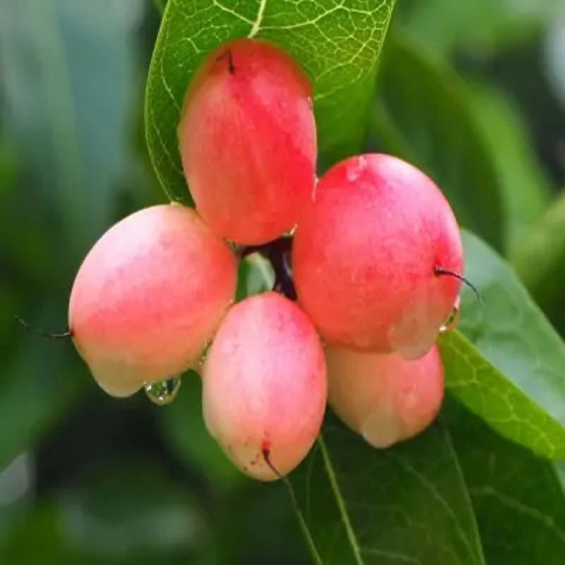 Sweet Karonda Fruit Plant