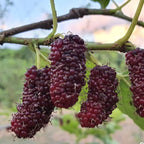 Chiang Mai 60 Mulberry