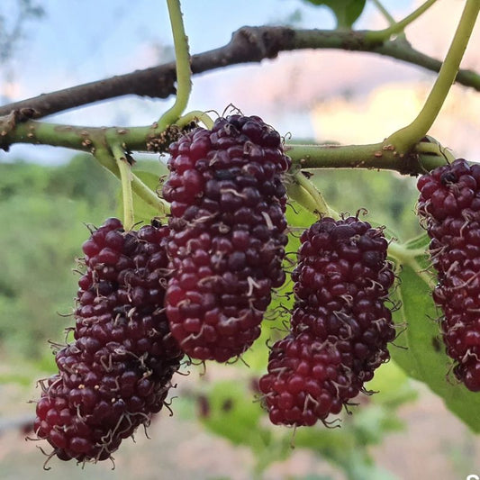Chiang Mai 60 Mulberry Fruit Plant