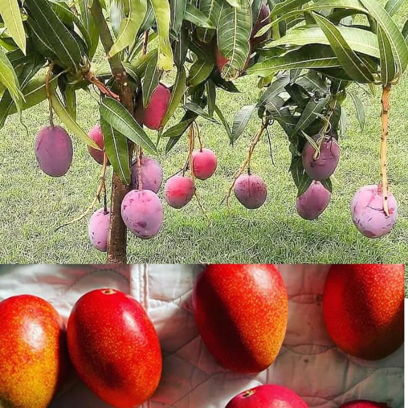 Miyazaki Mango Fruit Plant