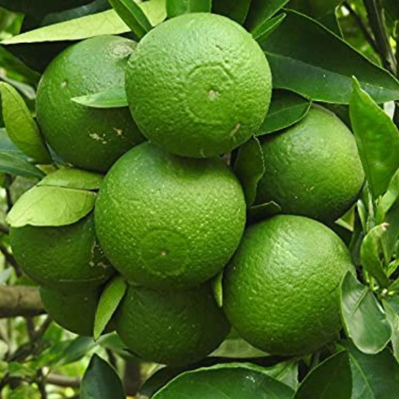 Mosambi (Newseller) Fruit Plant