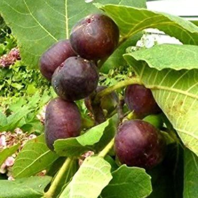 Pink Brazilian Fig Fruit Plant