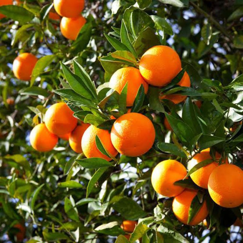 Red Malta Fruit Plant