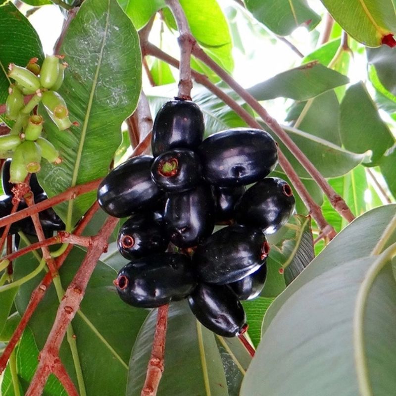 Thai King Jamun Fruit Plant