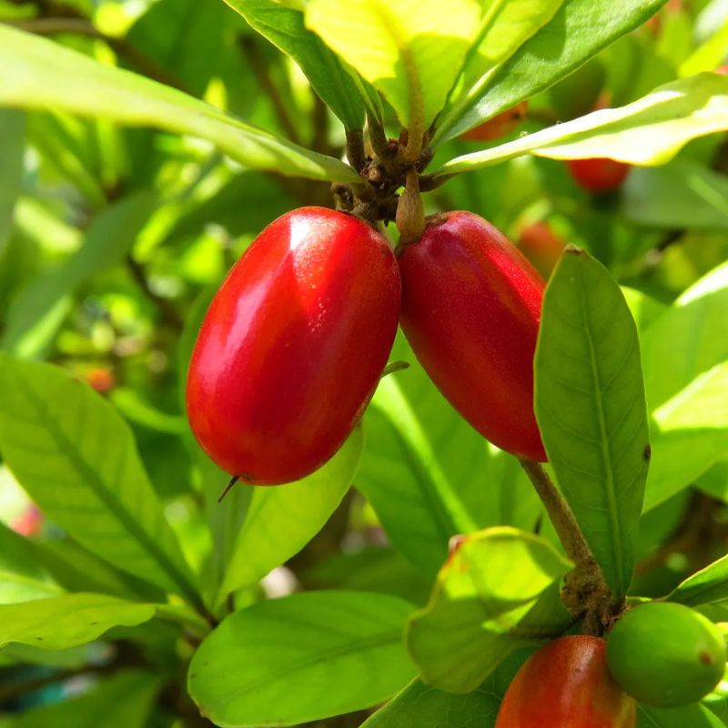 Miracle Fruit Plant