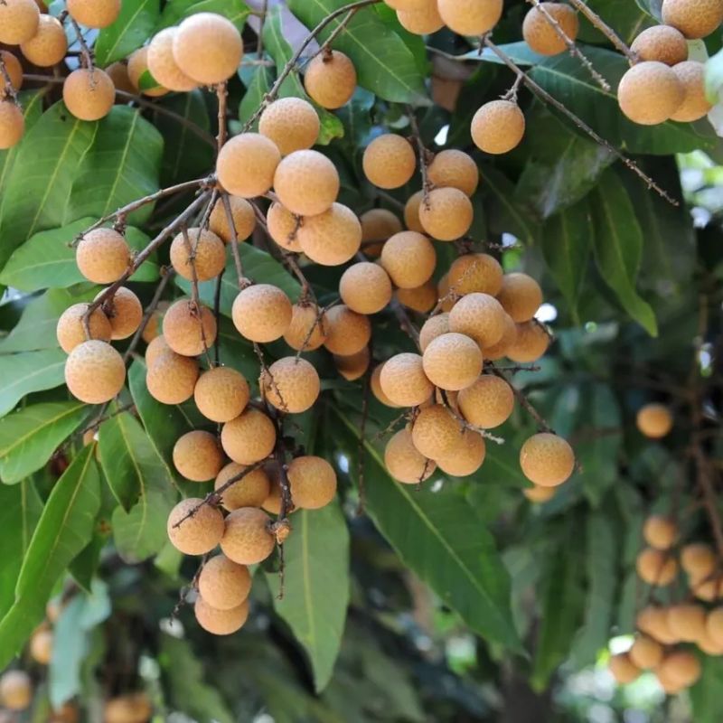 Longan Fruit 4 season Fruit Plant