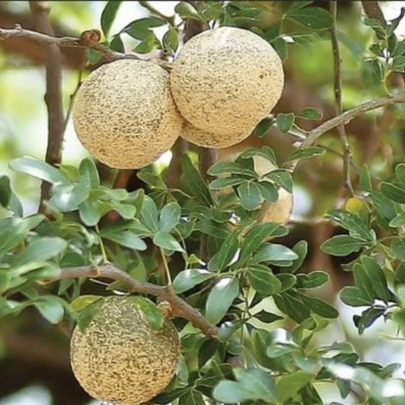 Wood Apple Fruit Plant