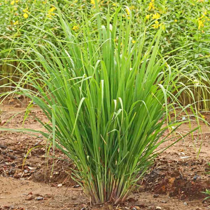 Lemon Grass Fruit Plant