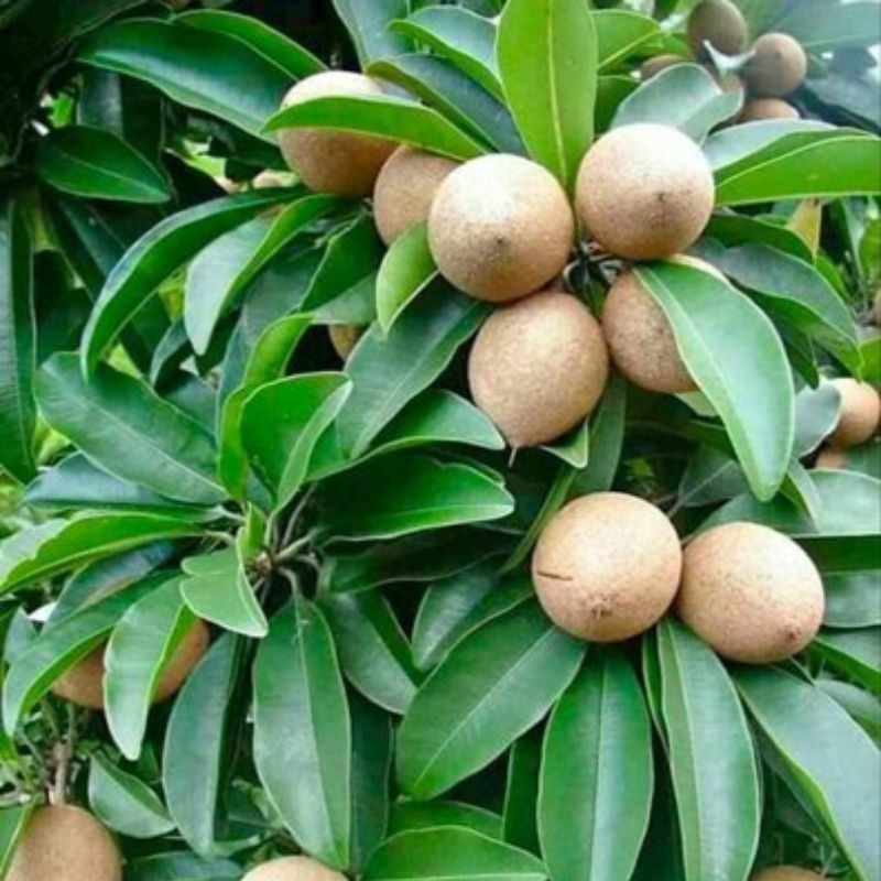 Thai Chiku Fruit Plant