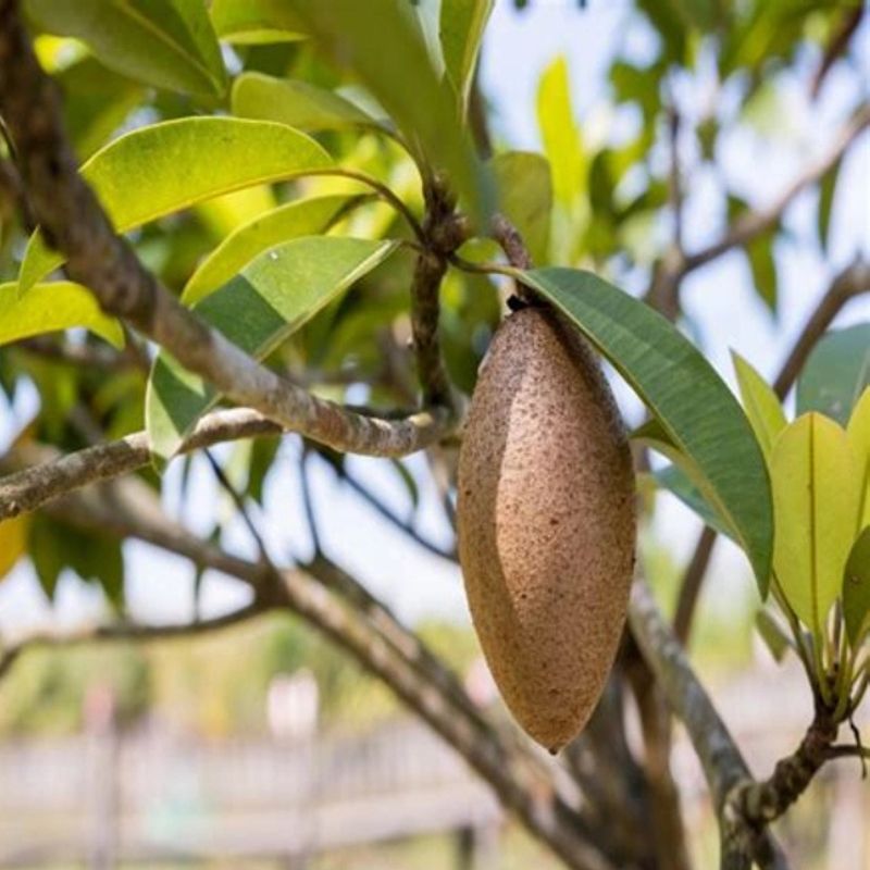 Lancha Chiku Fruit Plant