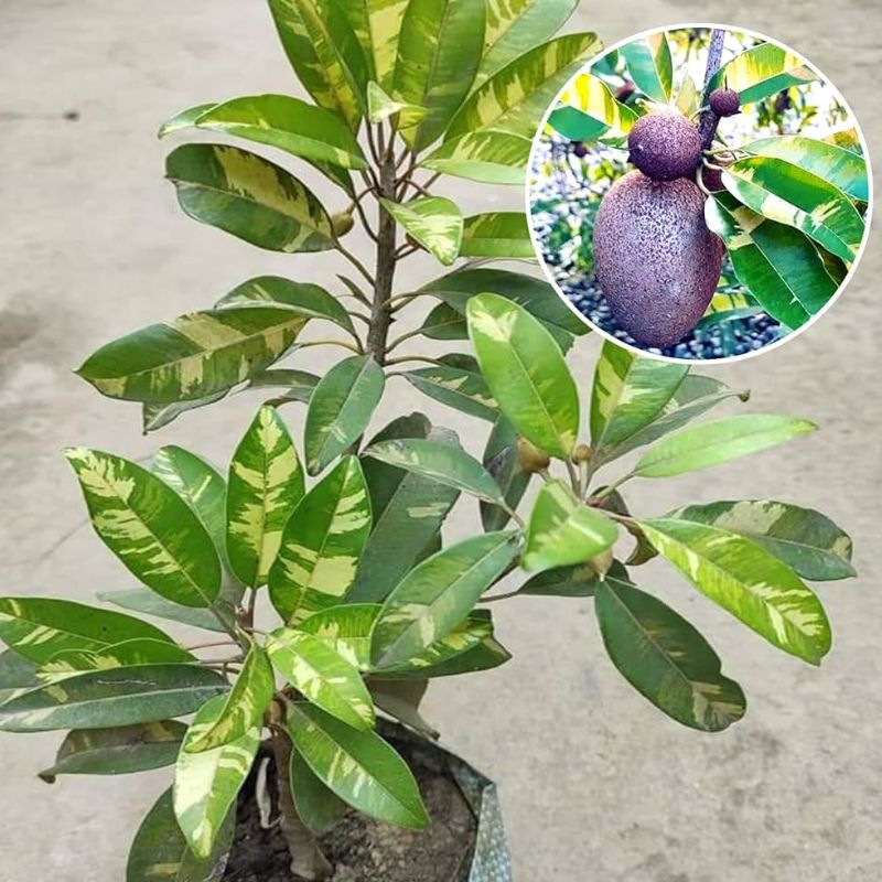 Variegated Chiku Fruit Plant