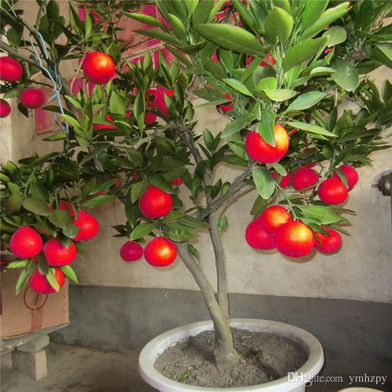 Red Nimbu Fruit Plant